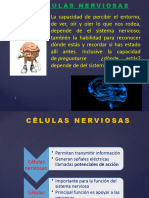 Celulas Nerviosas