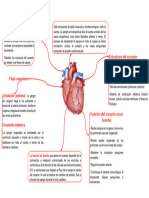 Mapa Mental Corazon Como Bomba