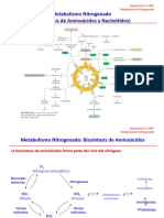 Metabolismo Nitrogenado