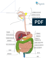 aparato-digestivo