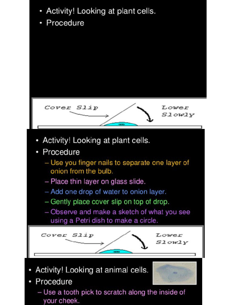 g6 Plant Animal Cell Microscope Lab PDF