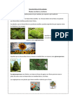 Clasificación de Las Plantas - Ficha Informativa