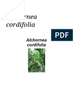 Alchornea Cordifolia - Wikipédia