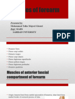 Muscles of Forearm