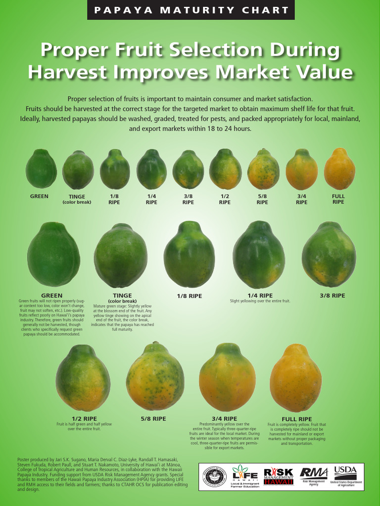 Papaya Ripening ENG.1 PDF Food Industry Food And Drink