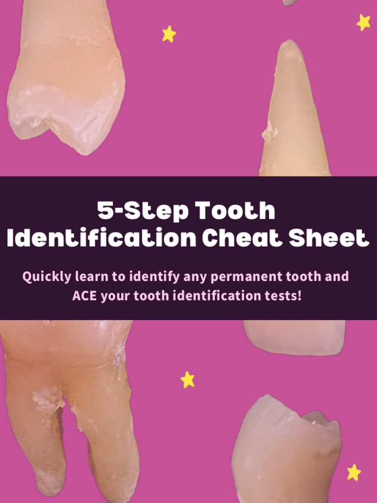 5-Step Tooth Identification Guide | PDF | Dental Anatomy | Dentistry