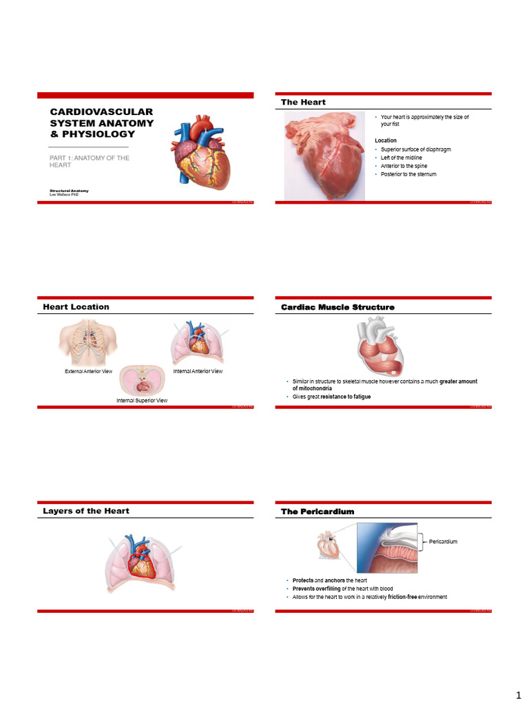 Lecture 10 - Cardiovascular System Anatomy | PDF | Heart Valve | Heart