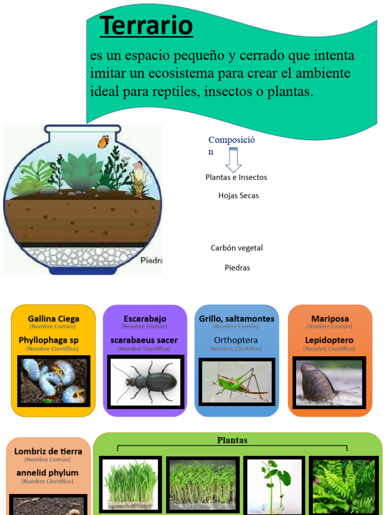 Terrario Plantas e Insectos | PDF