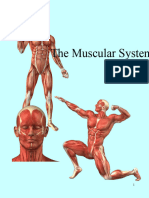 The Muscular System 2020