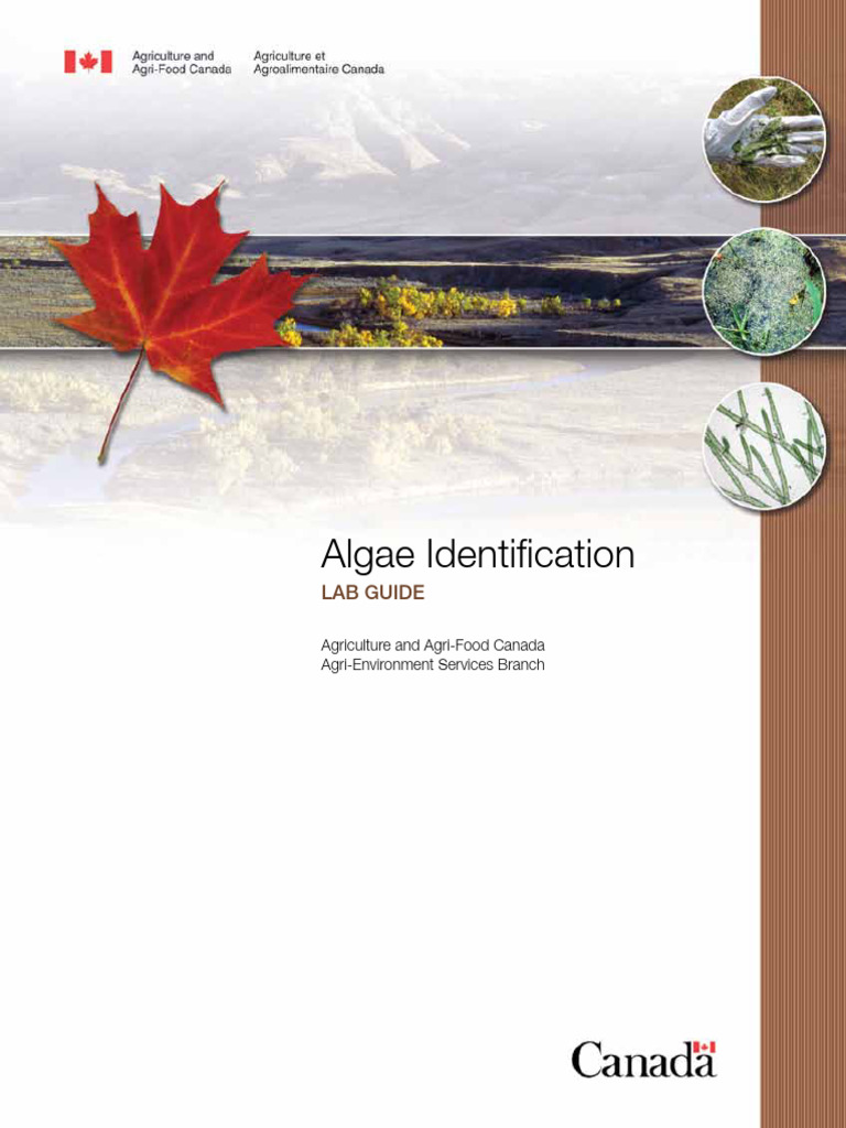 Algae Identification Lab Guide | PDF | Algae | Cyanobacteria