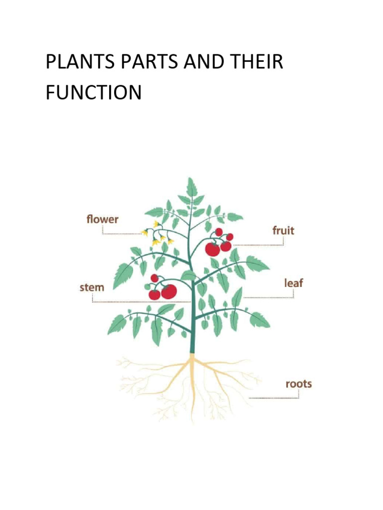 Plants Parts and Their Function Science | PDF