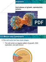 Mitosis and Cytokinesis