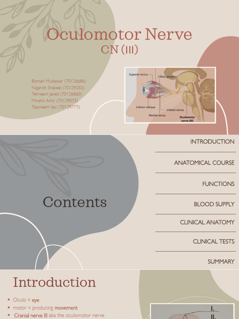 Oculomotor Nerve PDF Human Anatomy Human Head And Neck
