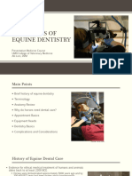 8 - Equine-Dentistry - Dr.-Linn Odonto