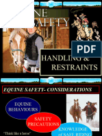 Equine Handling Restraints
