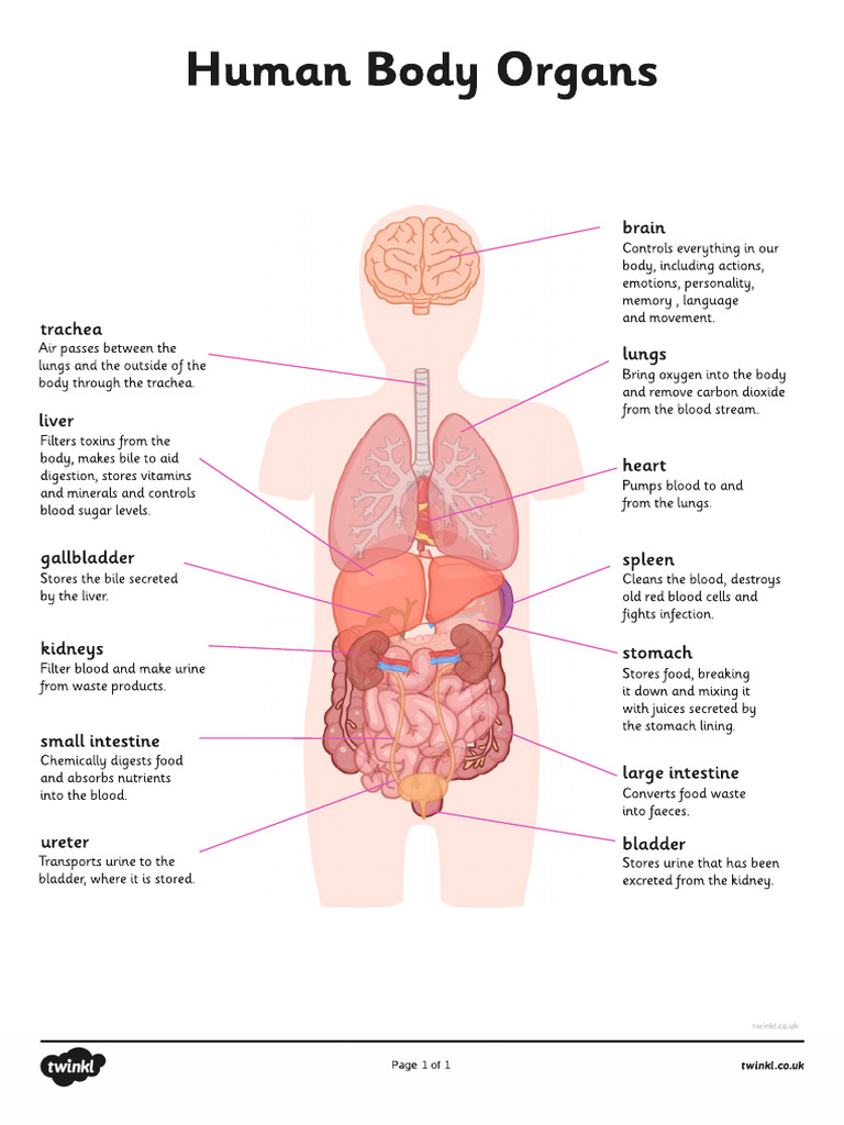 Human Body Organs Information | PDF