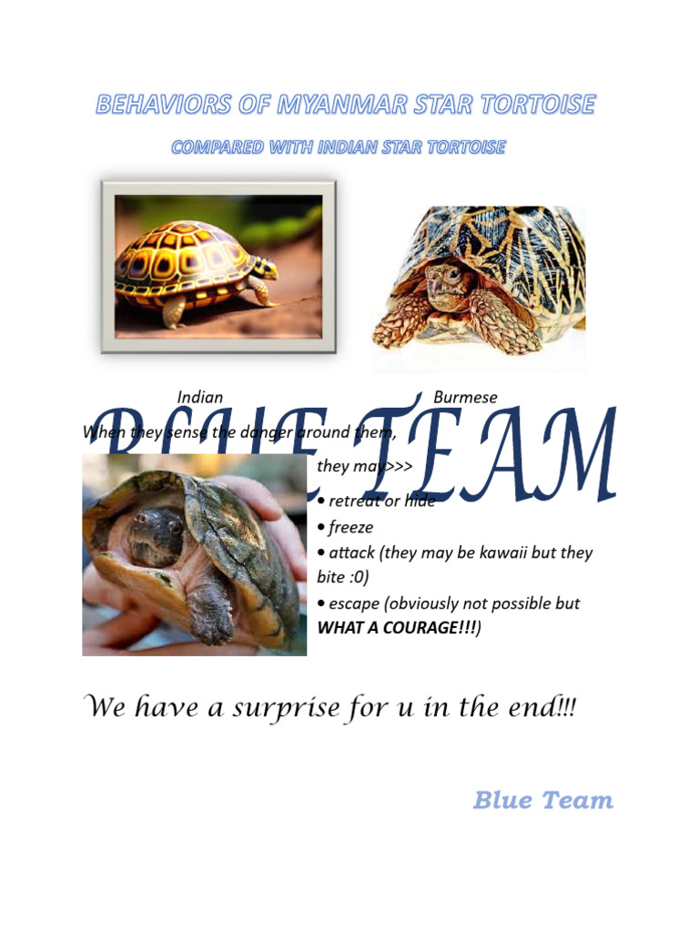 Myanmar Star Tortoise Behavior Insights | PDF