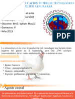 Salmonellosis en Aves Richard Condori Chuquitapa