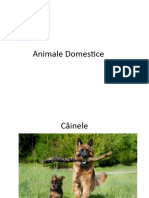 Animale Domestice