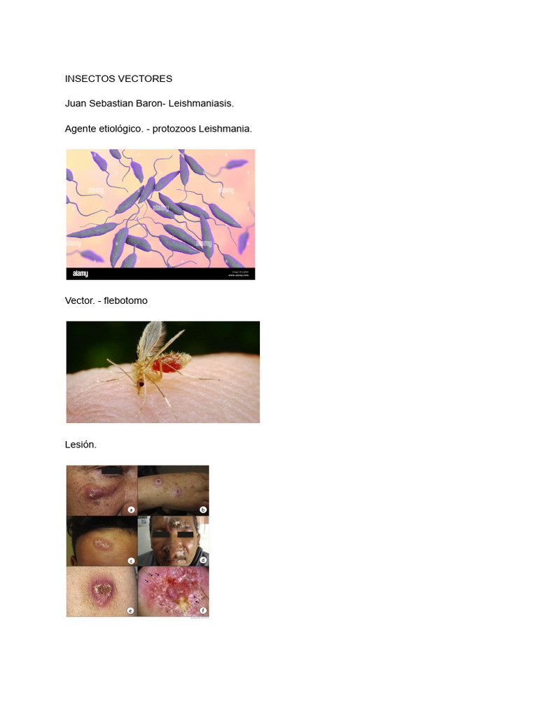 Insectos Vectores | PDF
