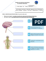 Prueba de Ciencias Naturales, Sistema Nervioso, Agosto, 4° Año.