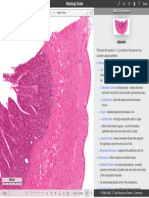 Jejunum (Small Intestine) Gastrointestinal Tract