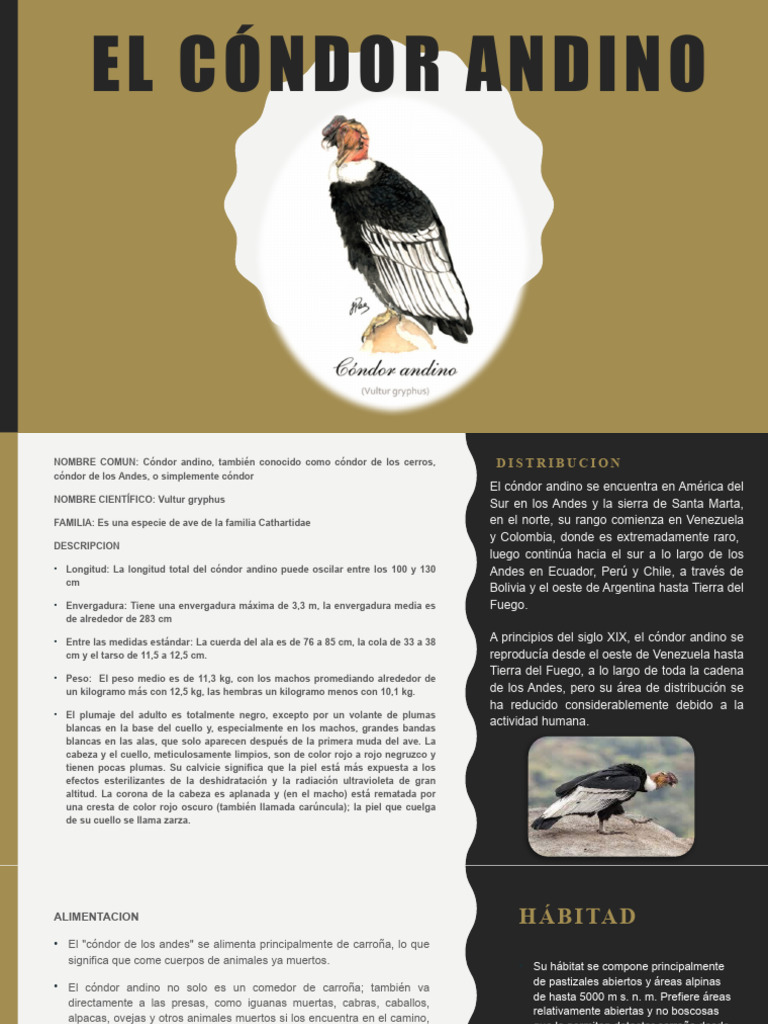El Cóndor Andino | PDF | Ornitología | Aves