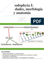 Clase 3 Algas Rojas 1