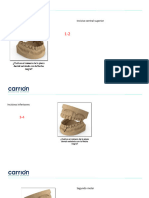 Bucal Actividad PDF