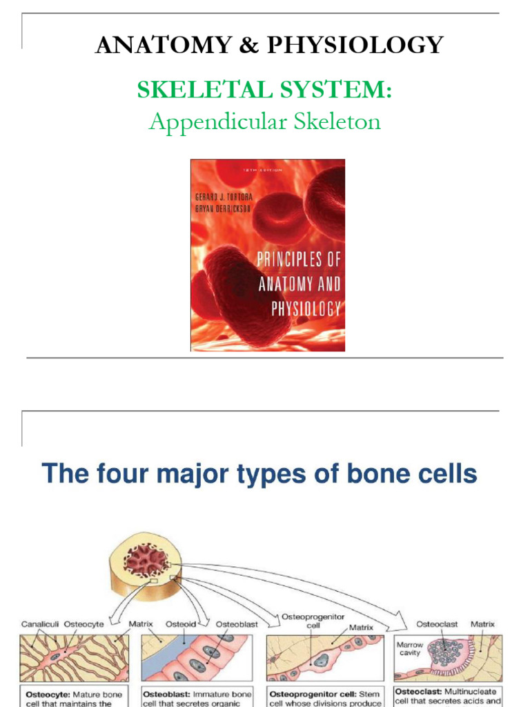 Appendicular skeleton pdf
