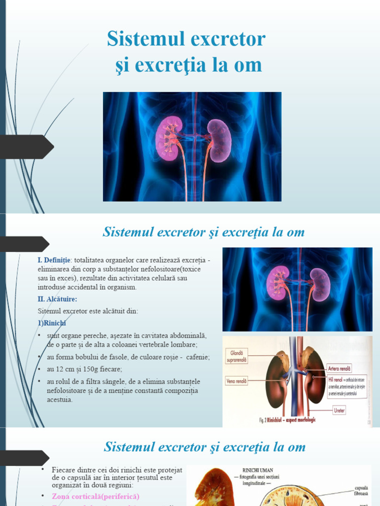 Sistemul Excretor La Om - Rinichii | PDF