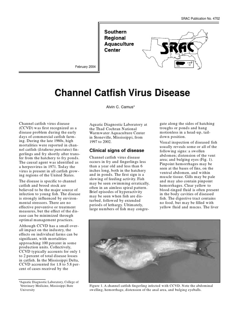 Channel Catfish Virus Disease | PDF | Infection | Virus