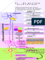 Copia de Infografía Química Biología Neuronas Morfología Ilustrativo Morado Pastel - 20230925 - 002853 - 0000