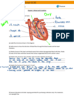 Blood An Circulation