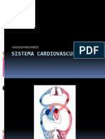 Sistema Cardiovascular Vasos