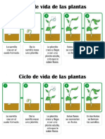 Ciclo de Vida de Las Plantas
