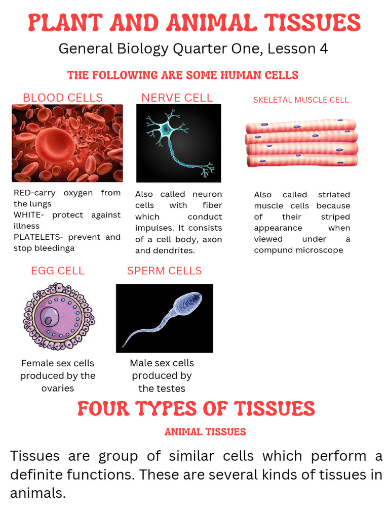 General Biology-Lesson 4 Plant and Animal Tissues | PDF | Science ...