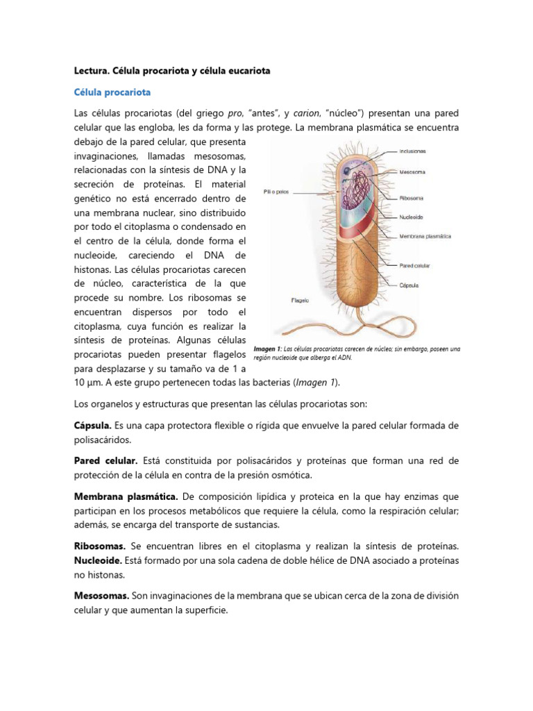 Comparativa de Células Procariotas y Eucariotas | PDF | Ciencia y ...