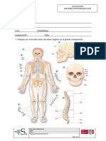 Activitat Osteomuscular