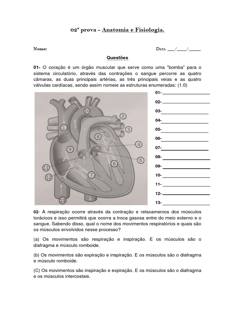 02 Prova De Anatomia Pdf Corpo Humano Nervo