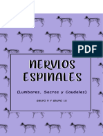 G9 y G10 NERVIOS ESPINALES