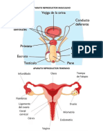 Aparato Reproductor Masculino