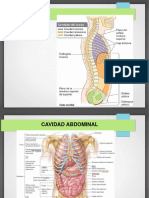 Abdomen Generalidades