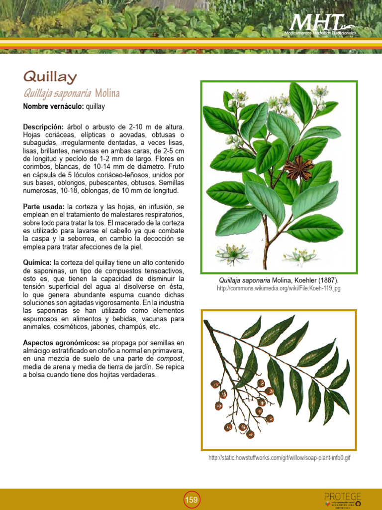 Quillay: Quillaja Saponaria | PDF | Hogar, jardinería y bricolaje