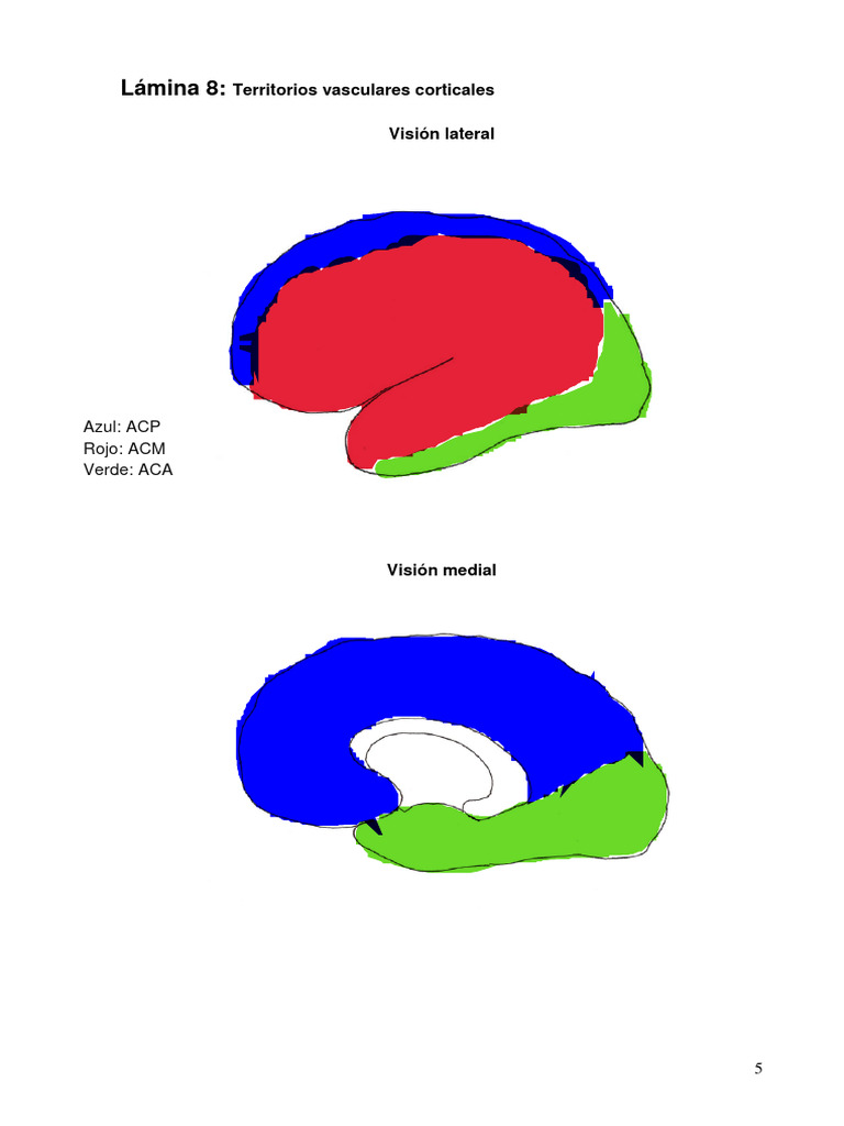 Vascular 4 Señalar Territorios | PDF