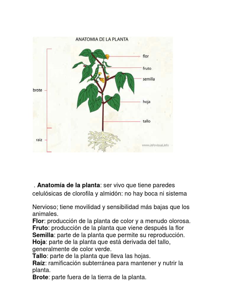 Anatomía y Estructura de las Plantas | PDF | Hoja | Tallo de la planta