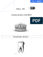 Syllabus Morphologie