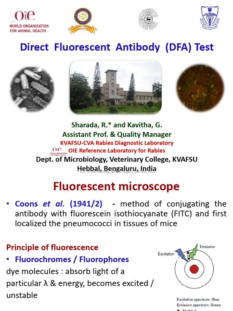 dFAT For Rabies | PDF