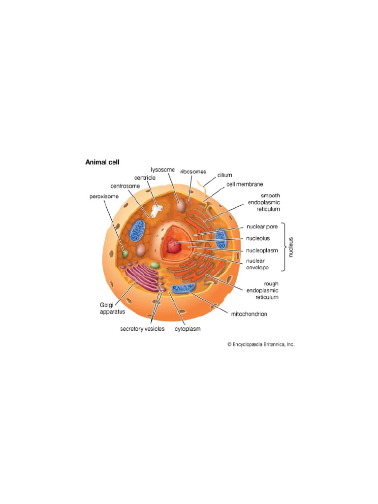 Cell definition types functions diagram division theory facts