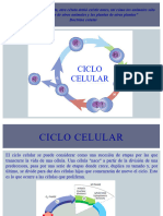 Clase 11 (Ciclo celular)